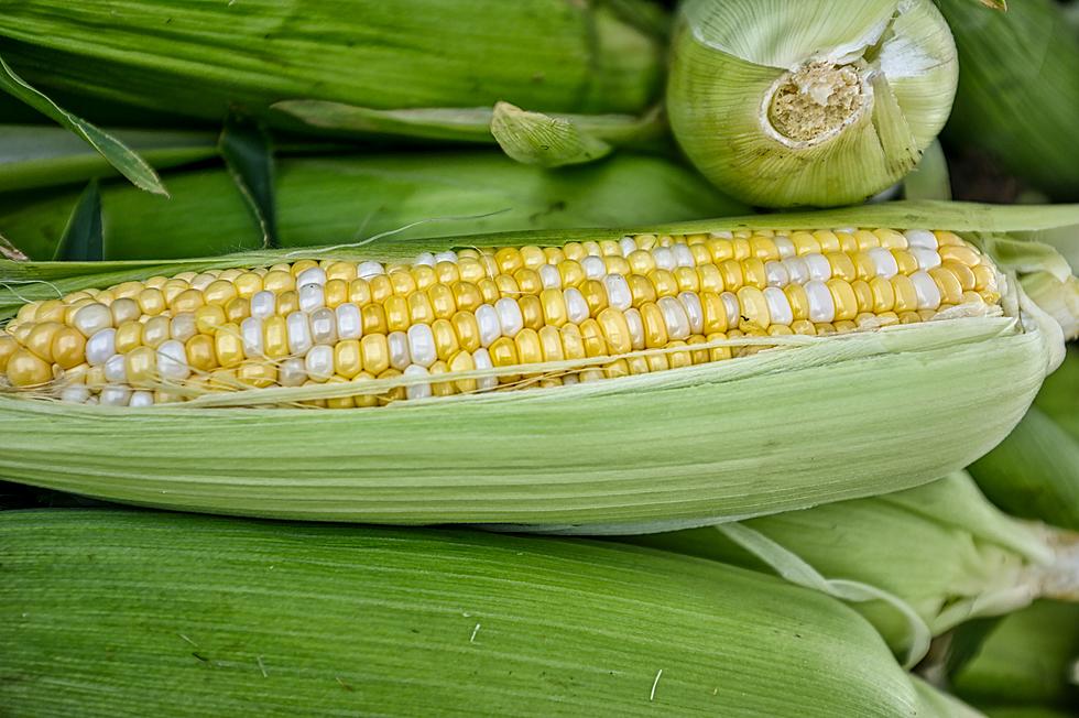 Sweet Corn Is Back In Cedar Falls