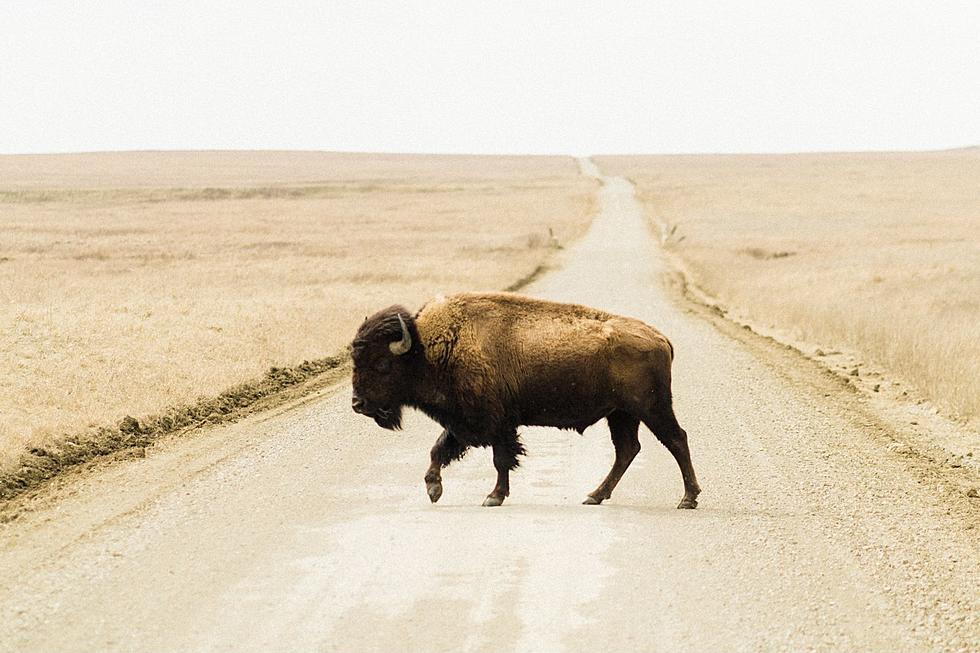 Wisconsin Man Rides A Buffalo Down The Street [WATCH]