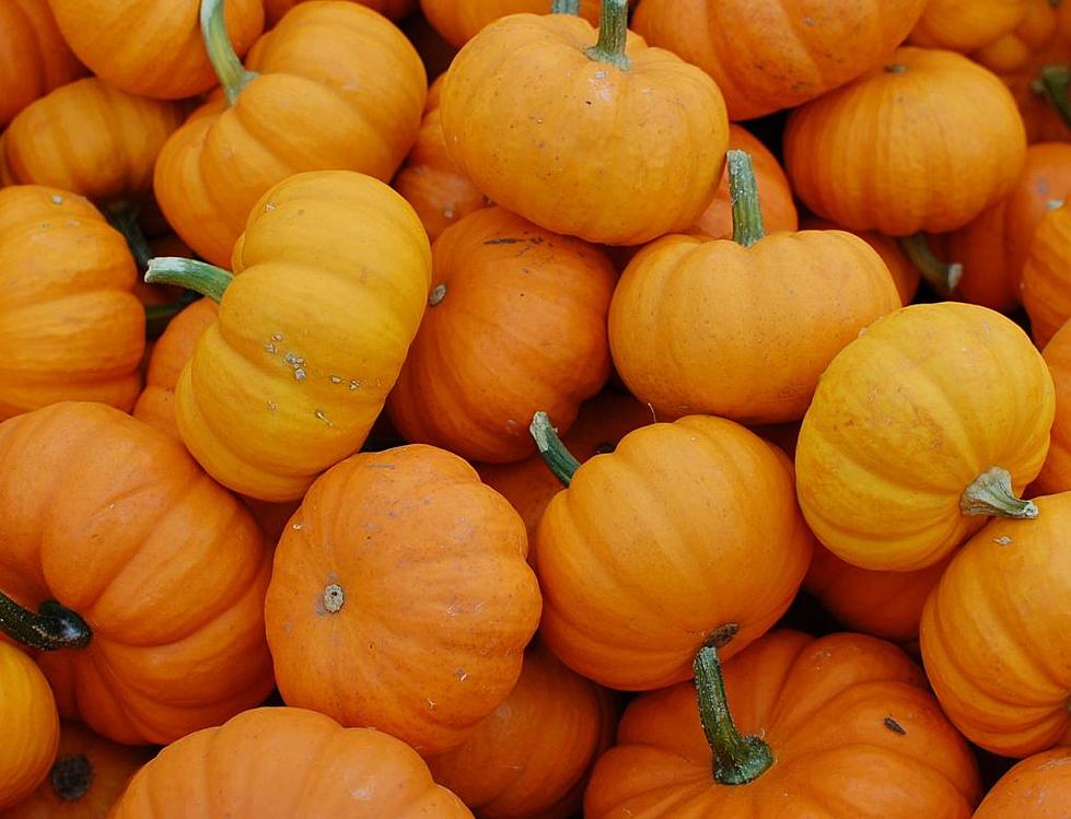 Beloved Cedar Falls Pumpkin Patch Opens this Weekend