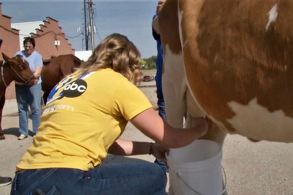 Familiar Face Becomes Champion At National Cattle Congress In Waterloo