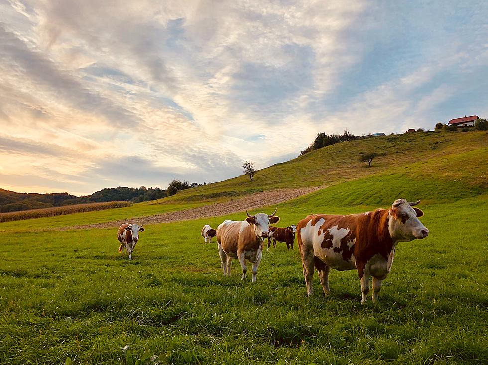 Who&#8217;s At Fault If You Hit Stray Livestock With Your Car In Iowa?