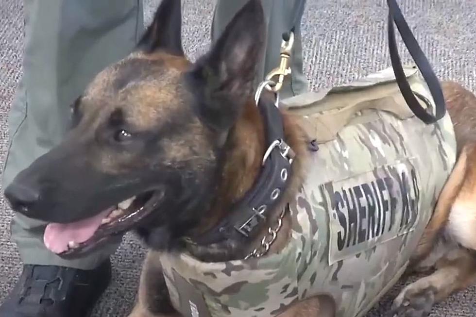 Eastern Iowa County Will Protect K9 Officers Just Like The Humans