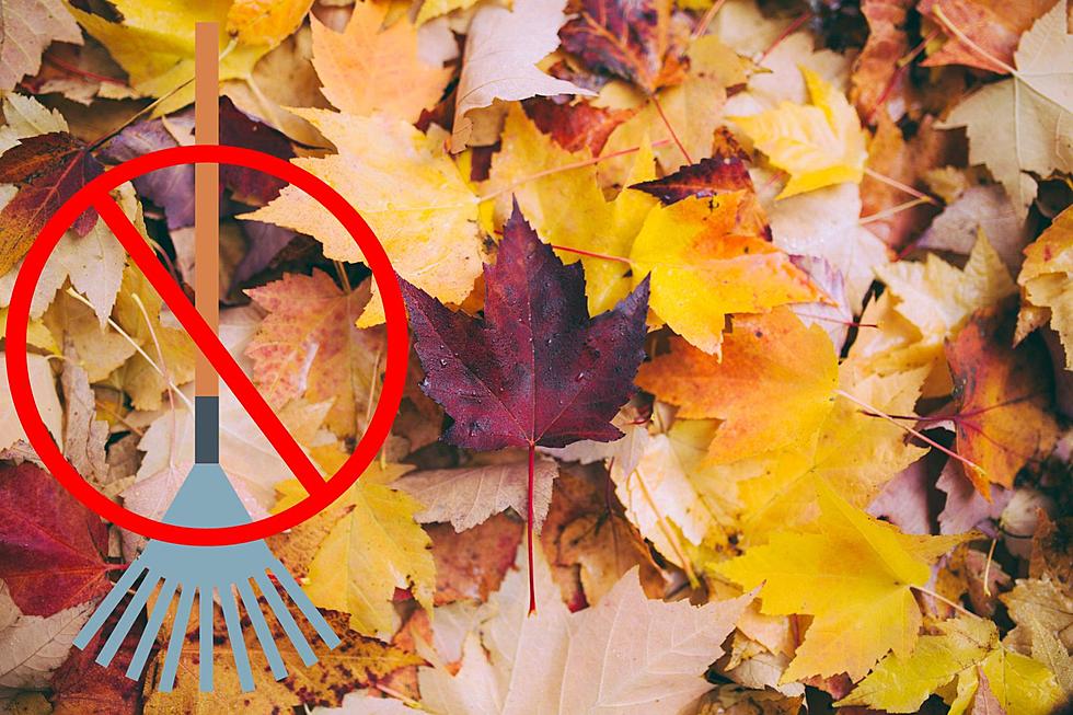 Experts Weigh In: Iowa Should Not Rake Leaves This Fall