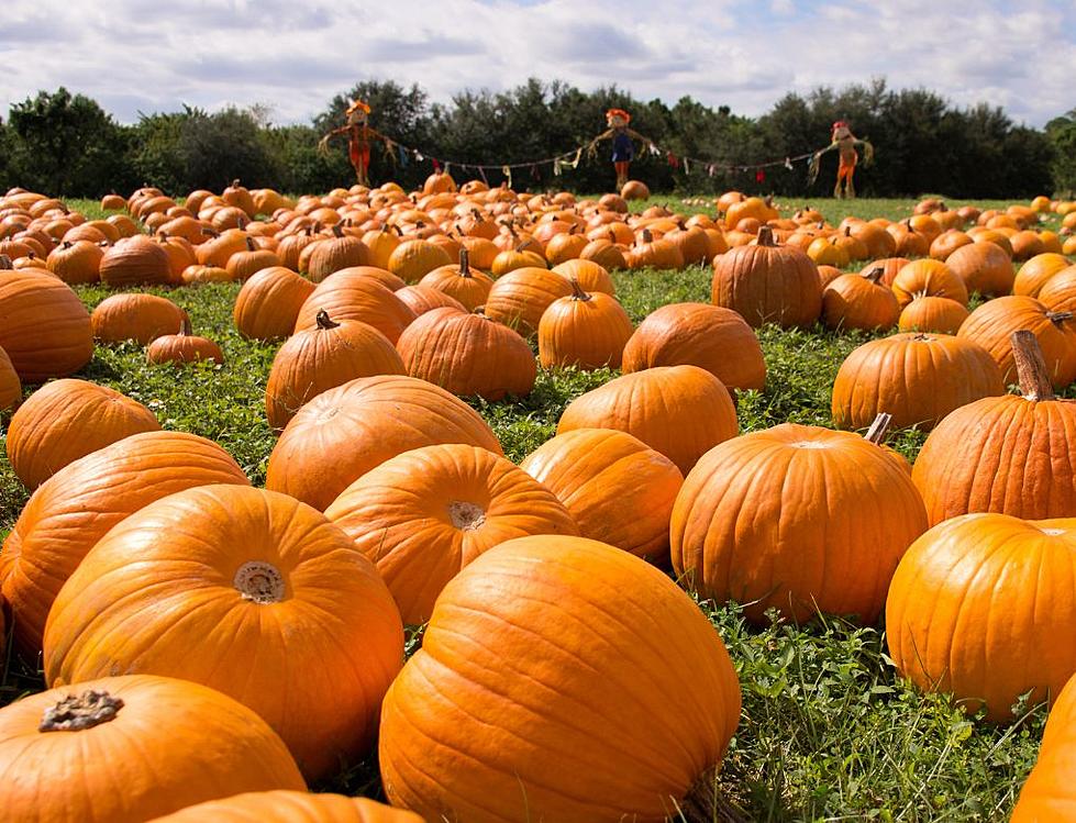 Iowa Gem Named One of the Best Pumpkin Patches in the U.S.