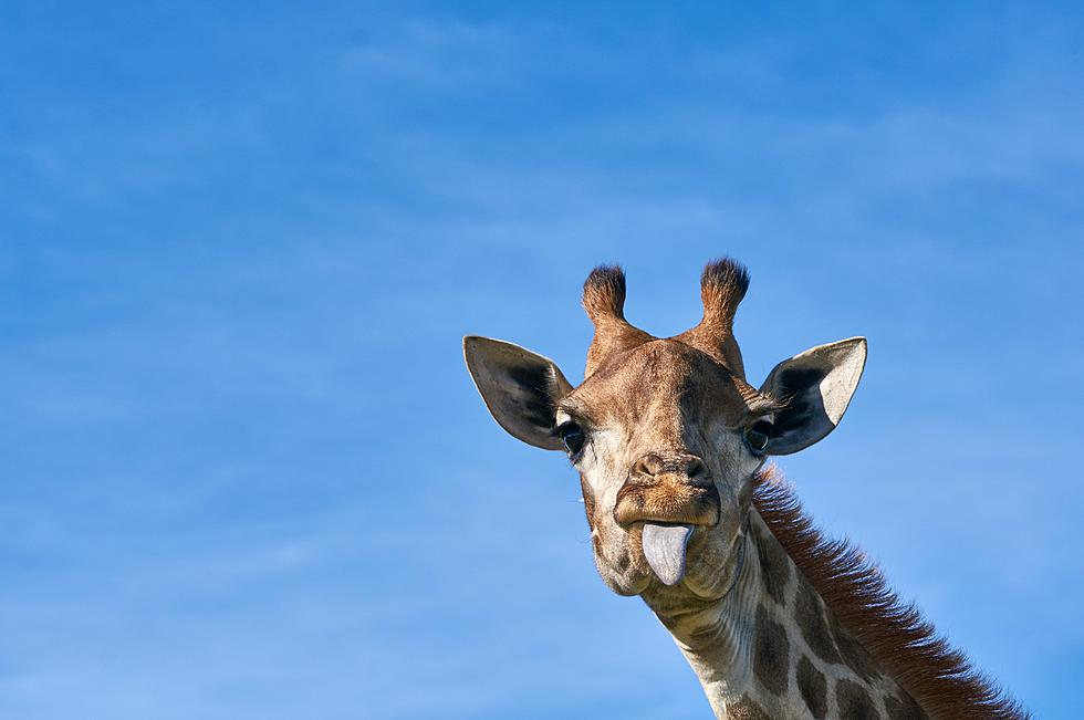Iowa Woman Tries To Smuggle Giraffe Droppings Into The U.S [WATCH]