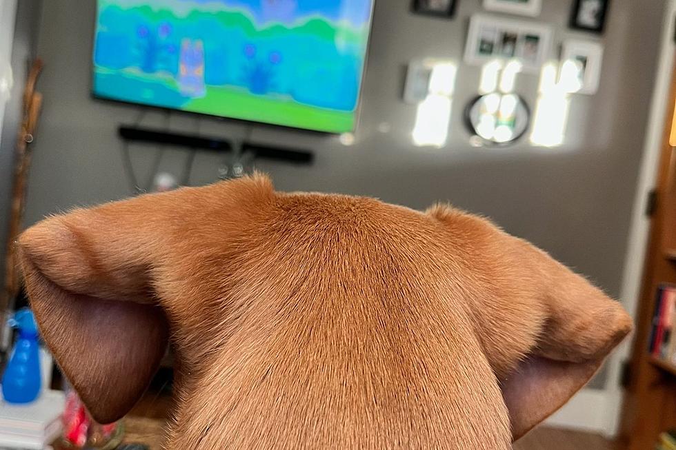 Iowa, Your Dog Secretly Loves This Children&#8217;s TV Show [PHOTOS]