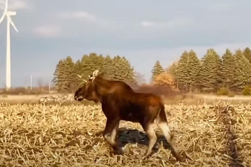 Moose On The Loose! ‘Rutt’ Travels Through Iowa To Get Back Home