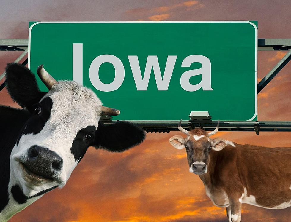 This Iowa County Has The Most Cows In The State