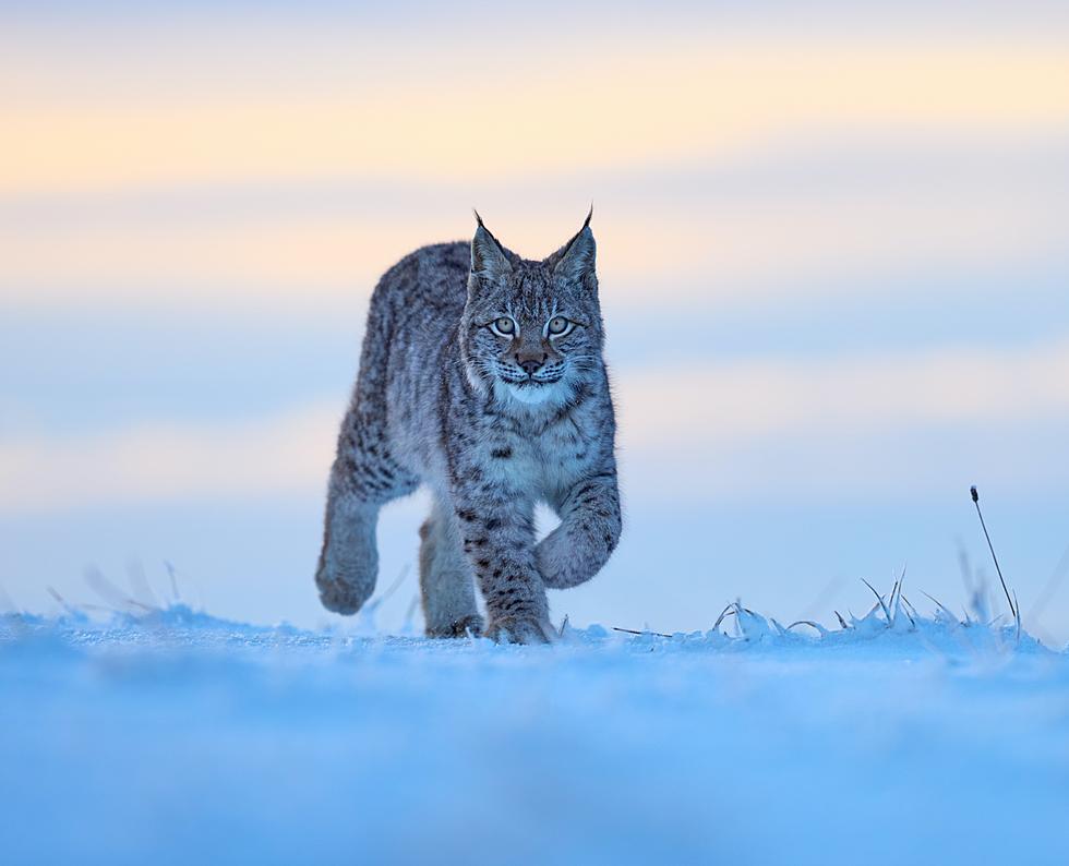 Did You Know These 4 Animals Once Called Iowa Home?