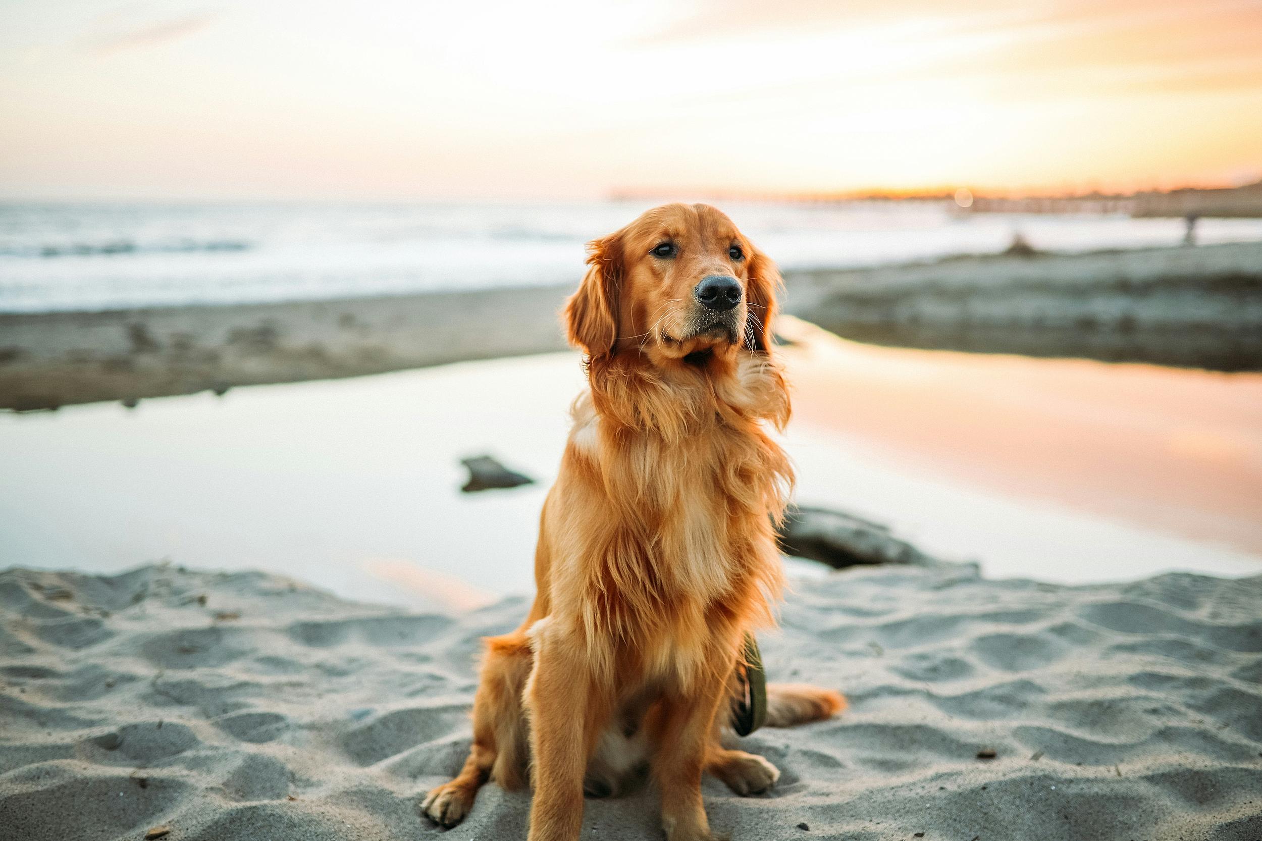 Why Golden Retrievers Are the Best Family Dog – Neater Pets