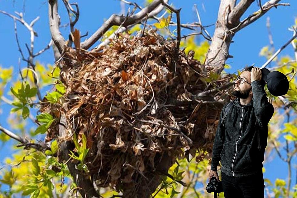 Did You Know That Clump of Leaves in Iowa Trees Aren’t Bird Nests?