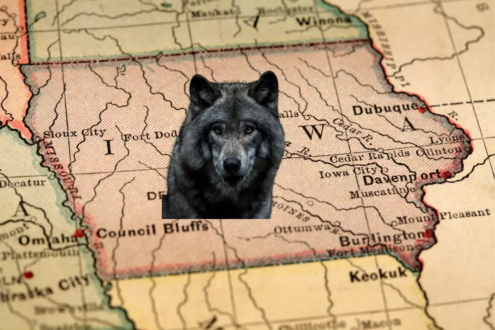 Wolf Filmed Walking in Iowa Cornfield [VIDEO]