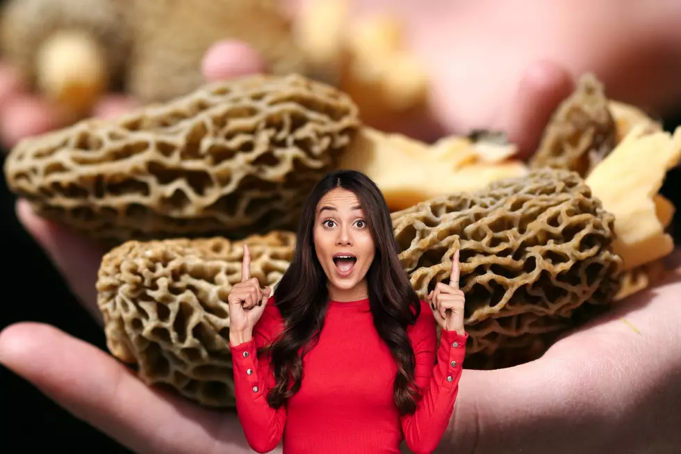 How Much Do Morel Mushrooms Sell for in Iowa?
