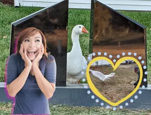 An Iowa Goose Will Restore Your Faith In Love