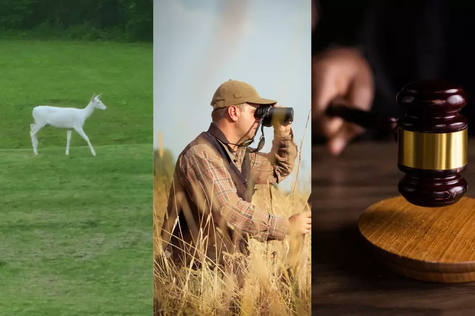 Can You Hunt Albino Deer in Iowa?