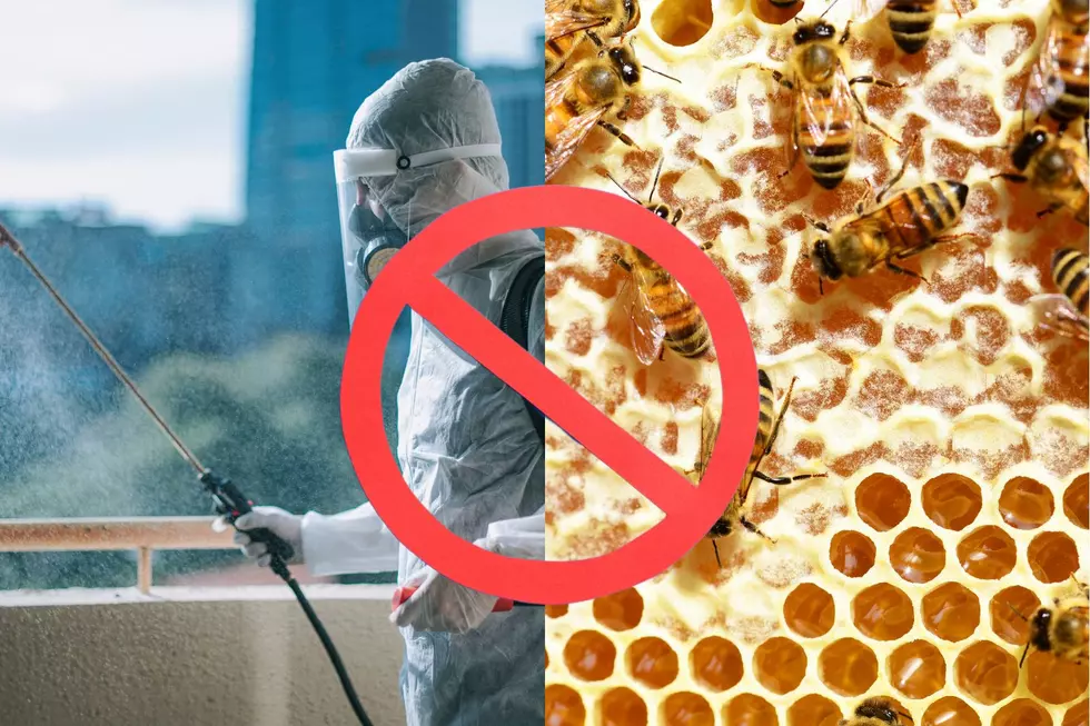 When is it Illegal to Destroy a Beehive in Iowa?