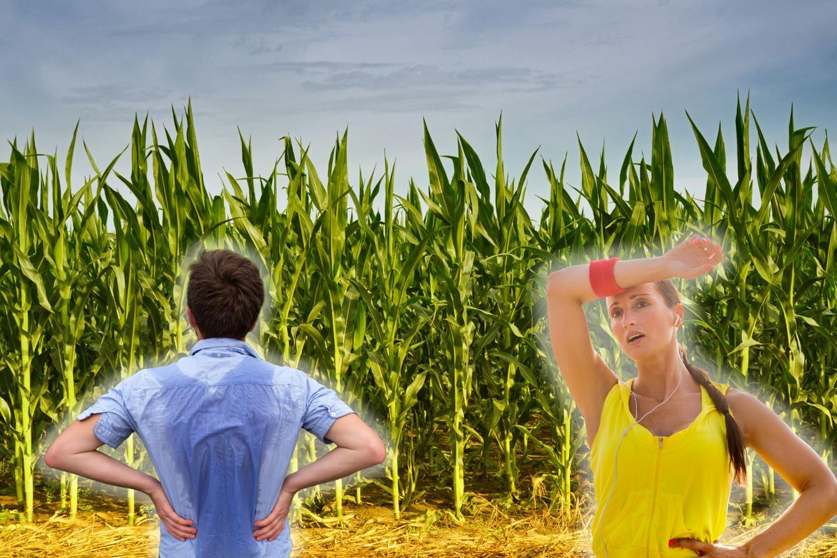Corn Sweats Are Iowa Michigan Even Hotter