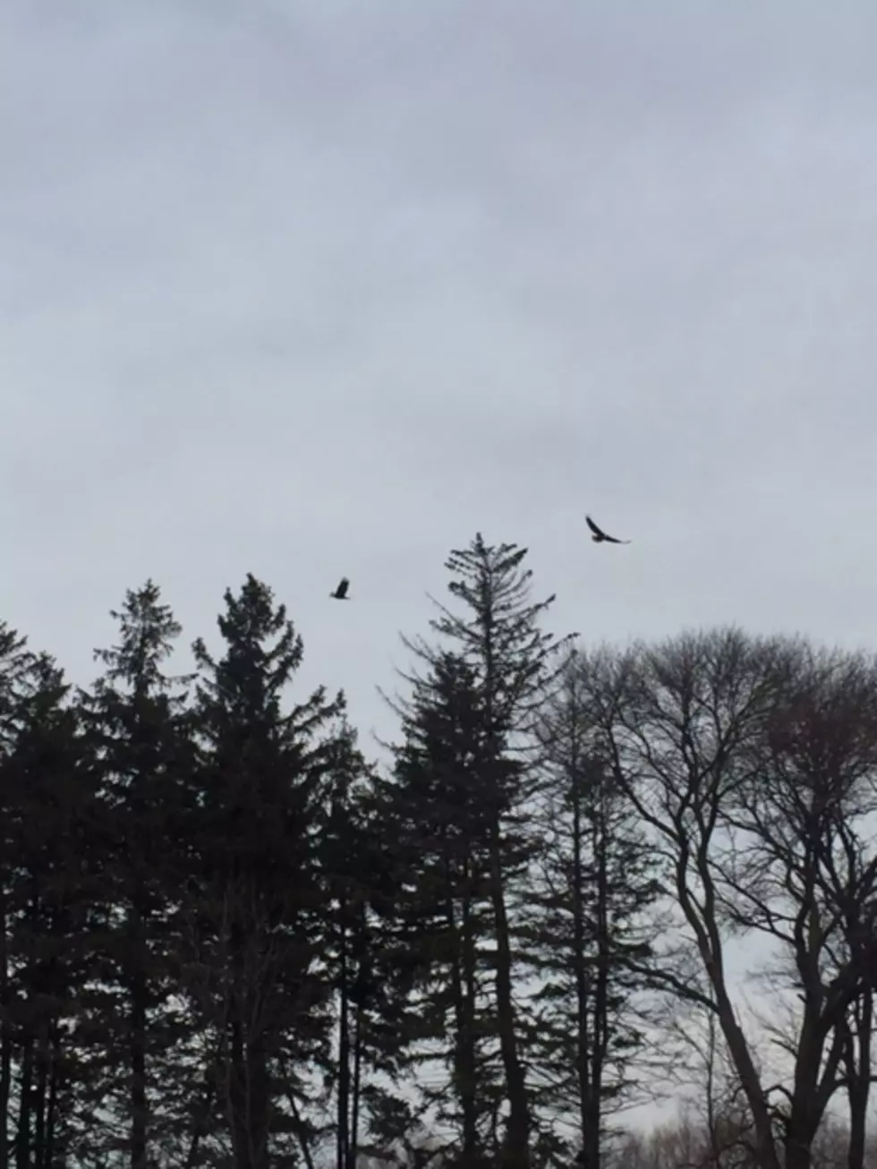 Loren Saw Two Bald Eagles