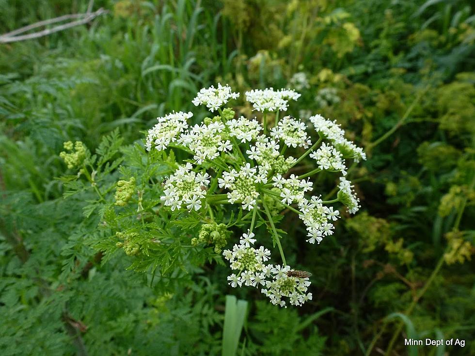 Watch Out For Poison Hemlock
