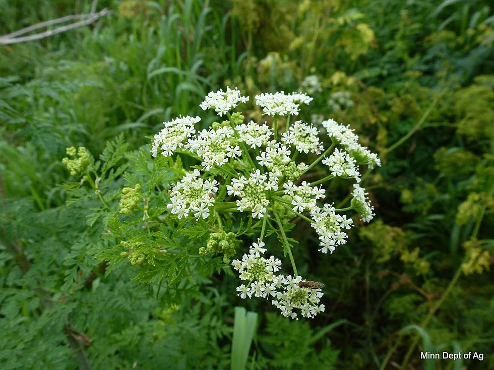 Watch Out For Posion Hemlock