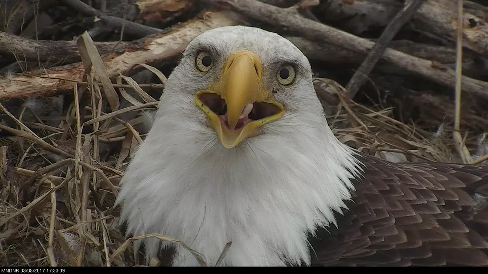 WATCH LIVE: 2022-23 Minnesota DNR &#8216;EagleCam&#8217; is On