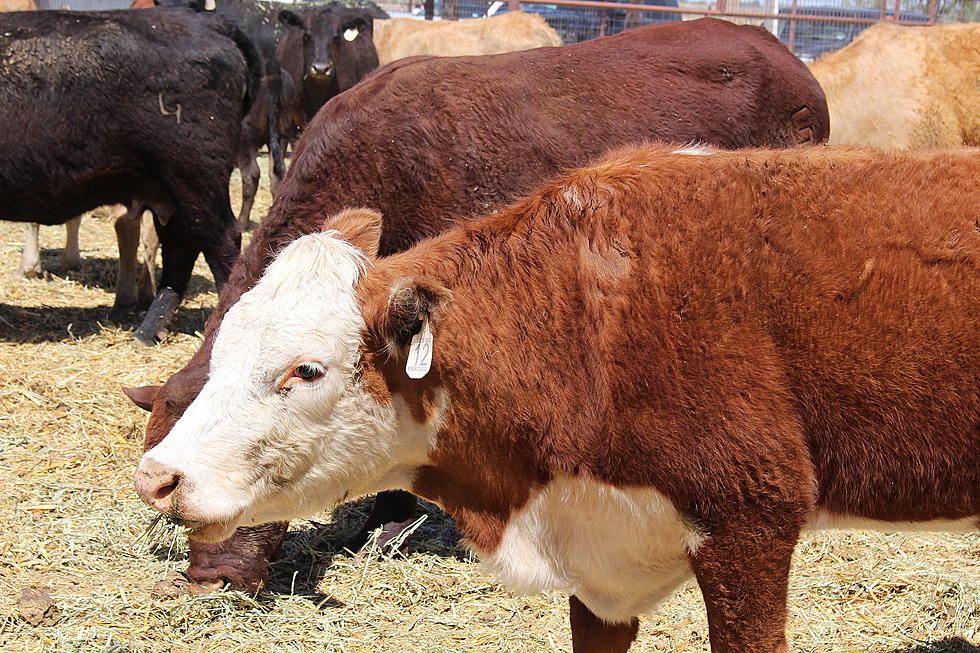 Feedlot Issues To Be Addressed