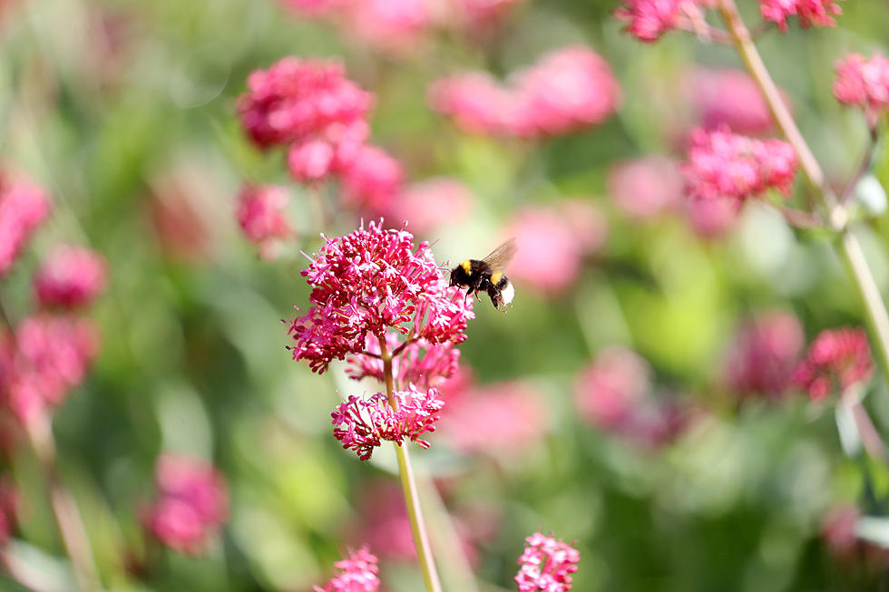 May Flowers: How To Do Them Right!