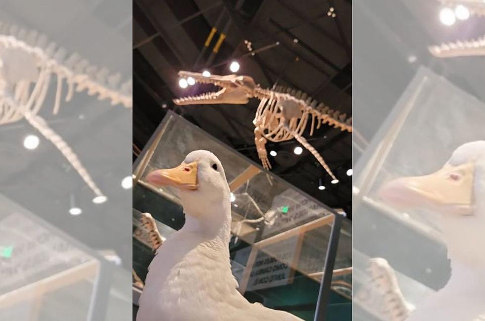 Instagram Famous Minnesota Duck Paid a Visit to the Science Museum [PICS]