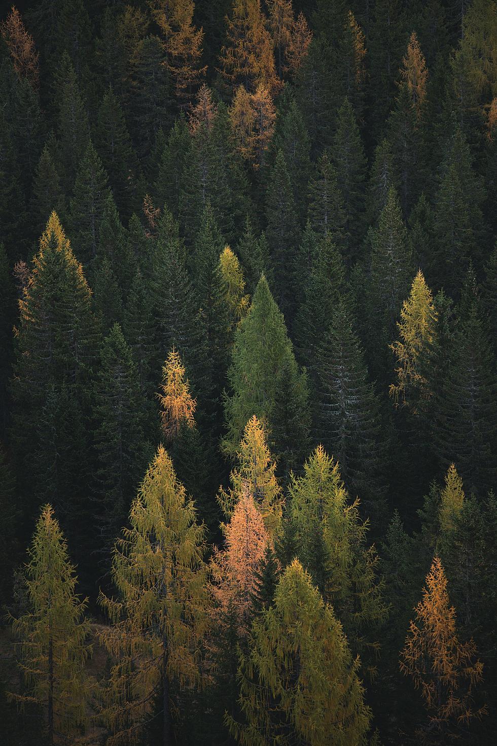 MN Forest That Is Completely Untouched Due To A Mapping Error in 1880s