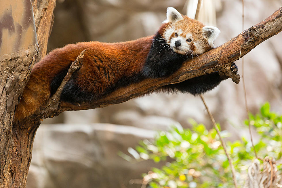 Minnesota Zoo Favorite Passes Away at the Age of 10