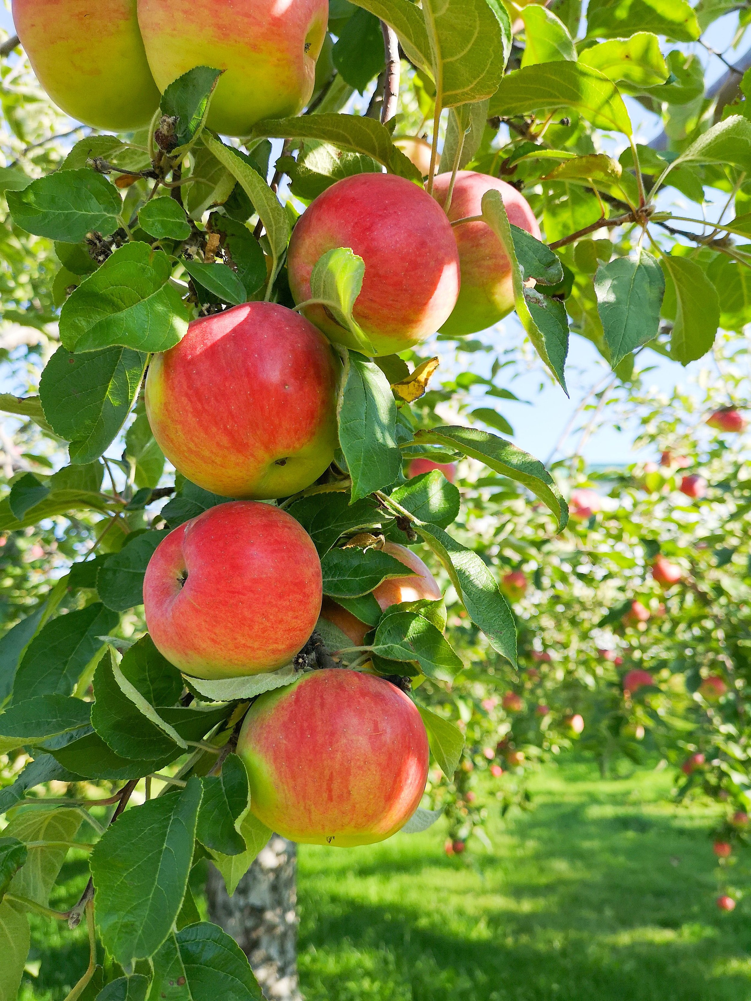 Sweetango agreement riles some apple growers