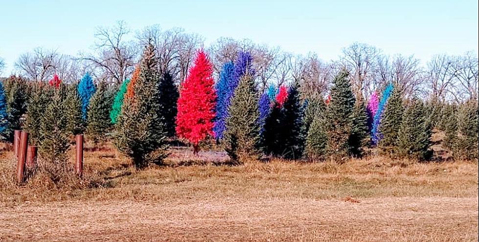 What’s Going On With These Oak Grove Christmas Trees? They’re Hot Pink!