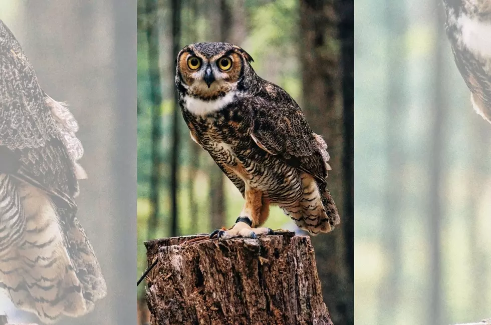 Minnesota Owl Makes Rare Recovery from Avian Flu