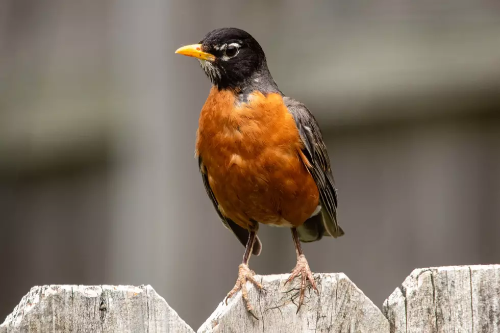 Can You Guess Minnesota’s Most Commonly Seen Bird
