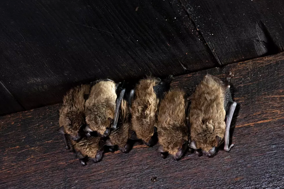 Minnesota’s Bat Species Now On The Endangered Animal List?