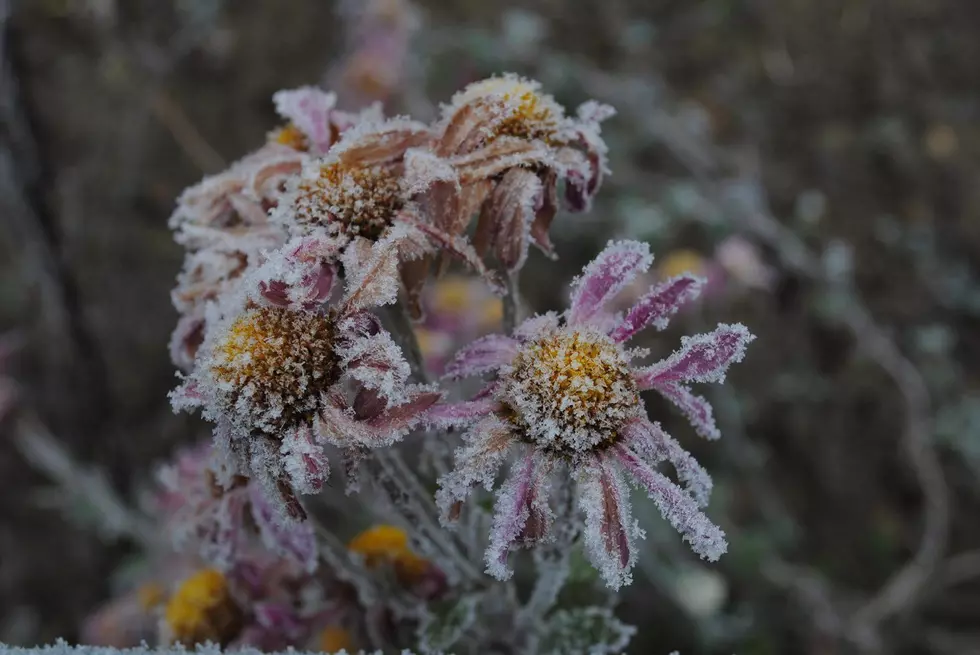 Freeze Warning for Tonight Across Southern Minnesota