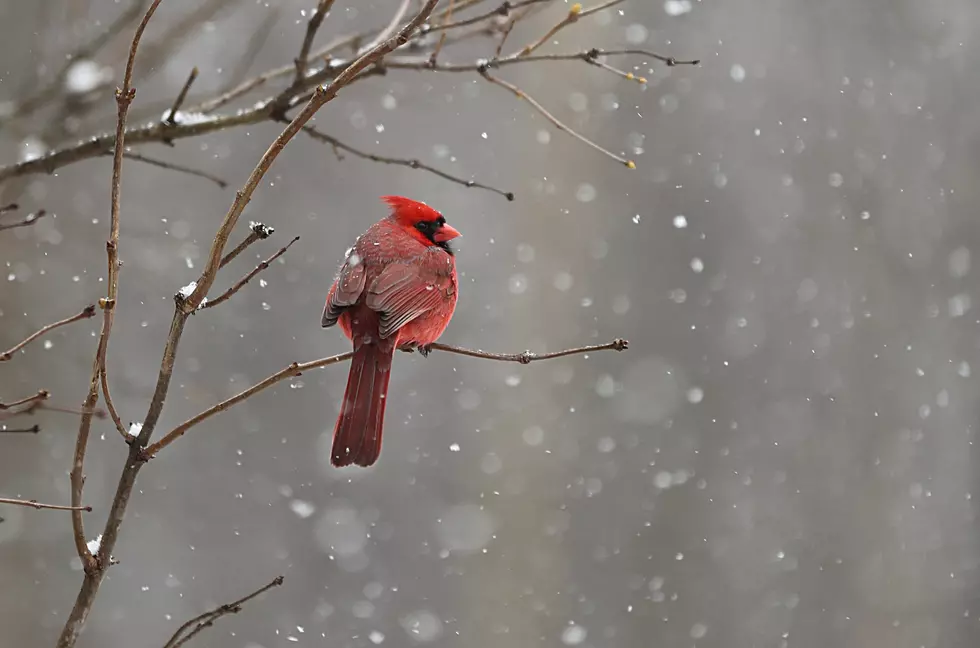 It&#8217;s Time to Count the Birds Again in Steele County