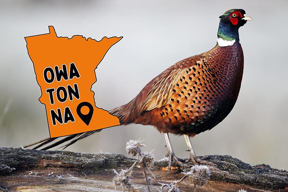 Governor’s Pheasant Hunting Opener Next Week in Owatonna