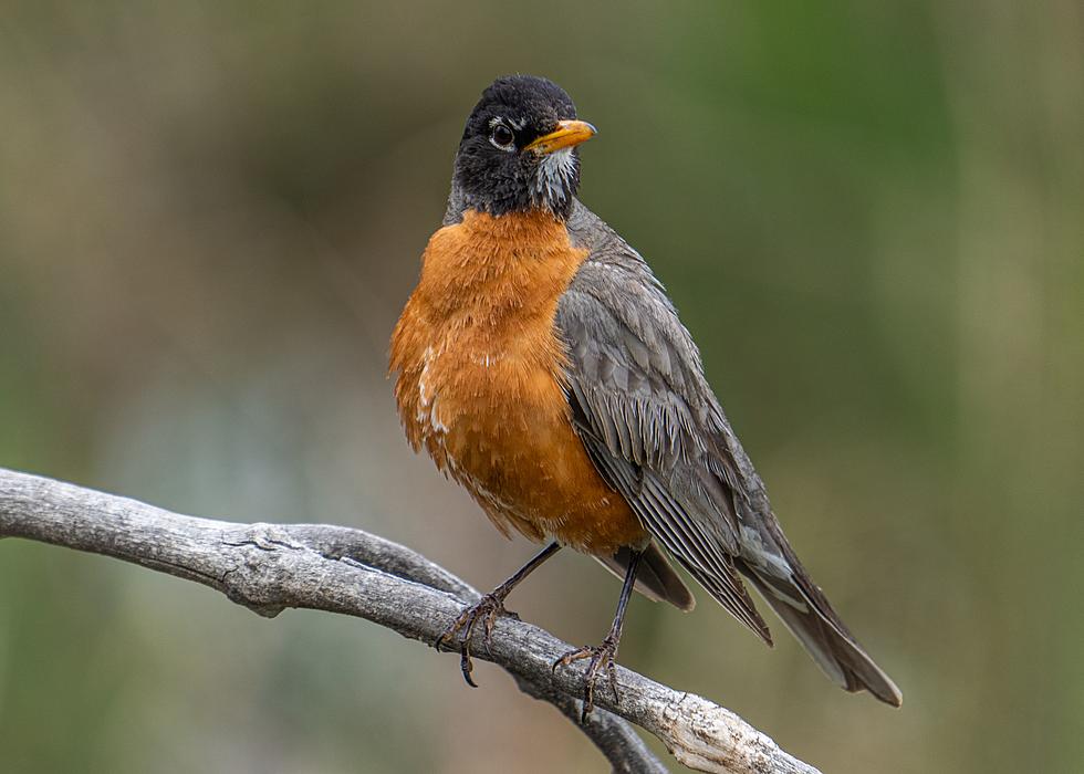 FLY SOUTH: Guess Minnesota’s Most Commonly Seen Bird