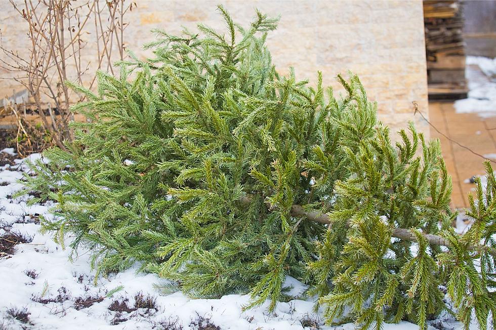 Save Our Forests, Proper Christmas Tree Disposal in Owatonna