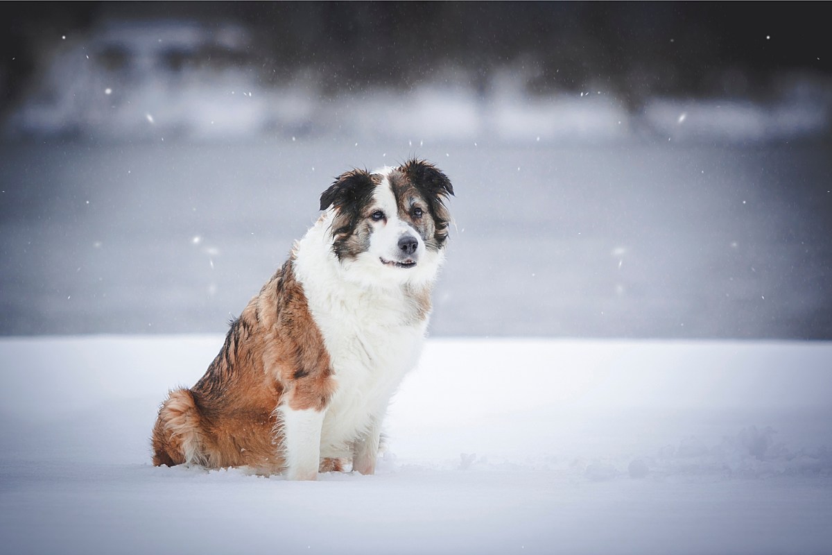 Keep Your Pets Safe During this Week's Cold Minnesota Weather