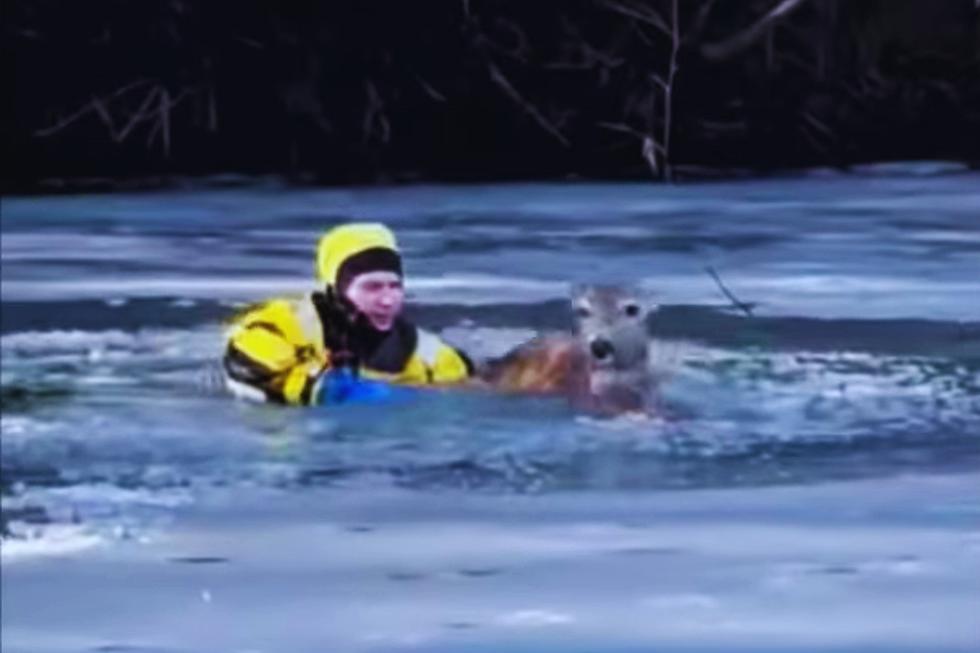 Watch Owatonna Firefighter Rescue Deer That Falls Through Ice