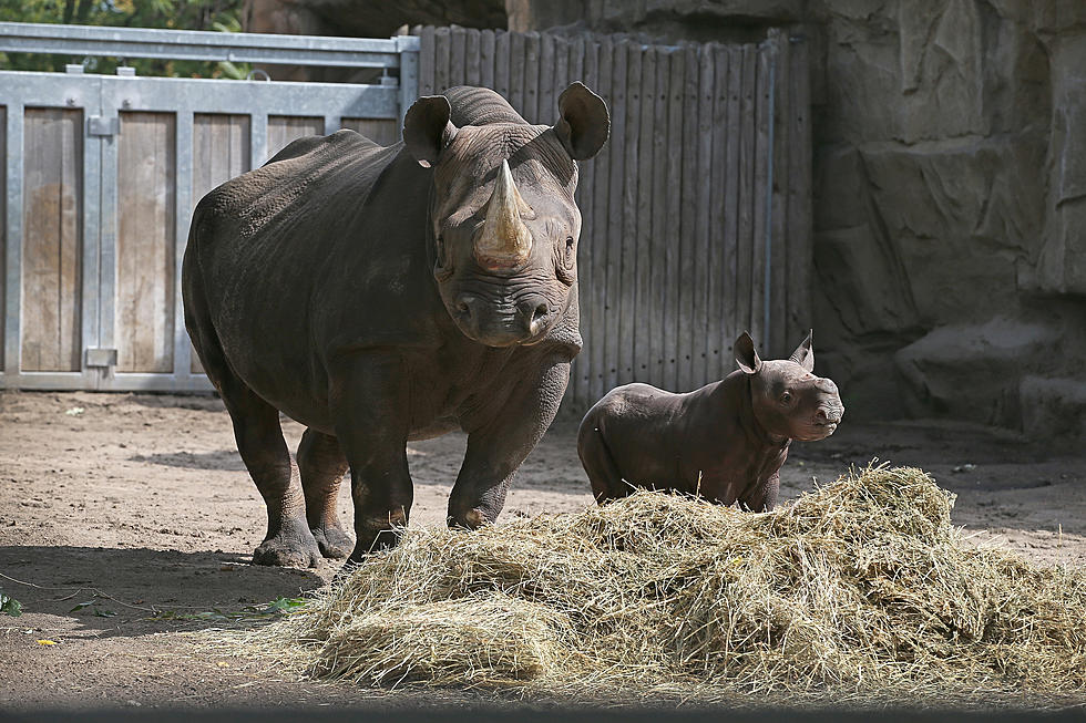 Hunting Club May Cancel Endangered Rhino Hunt