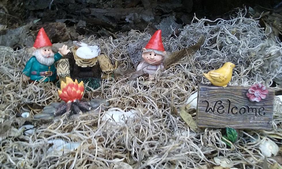 Family of Gnomes Moves Into Grand Junction [PHOTOS]