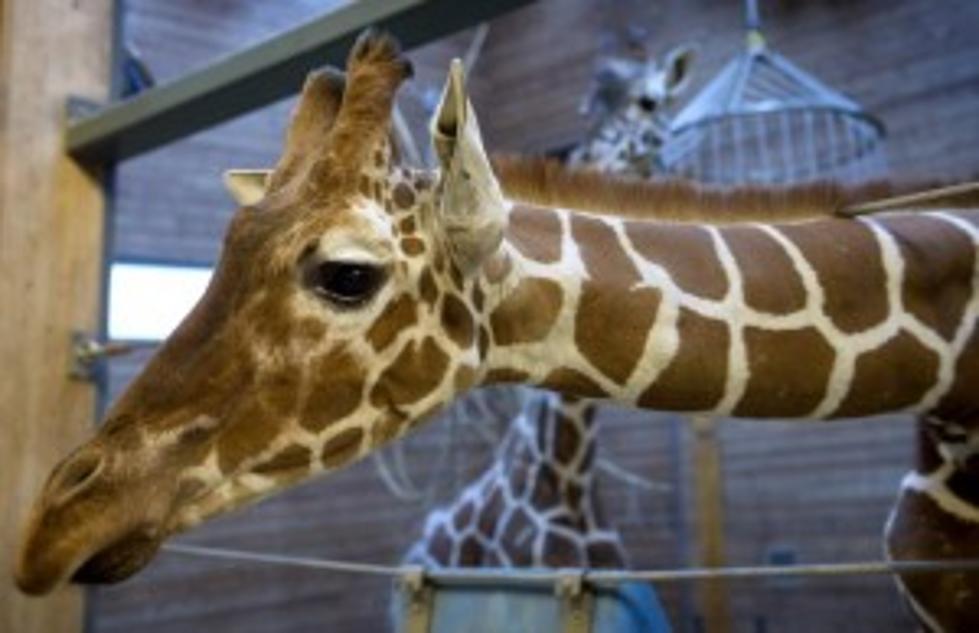Zoo Kills Healthy Giraffe, Feeds It To Lions