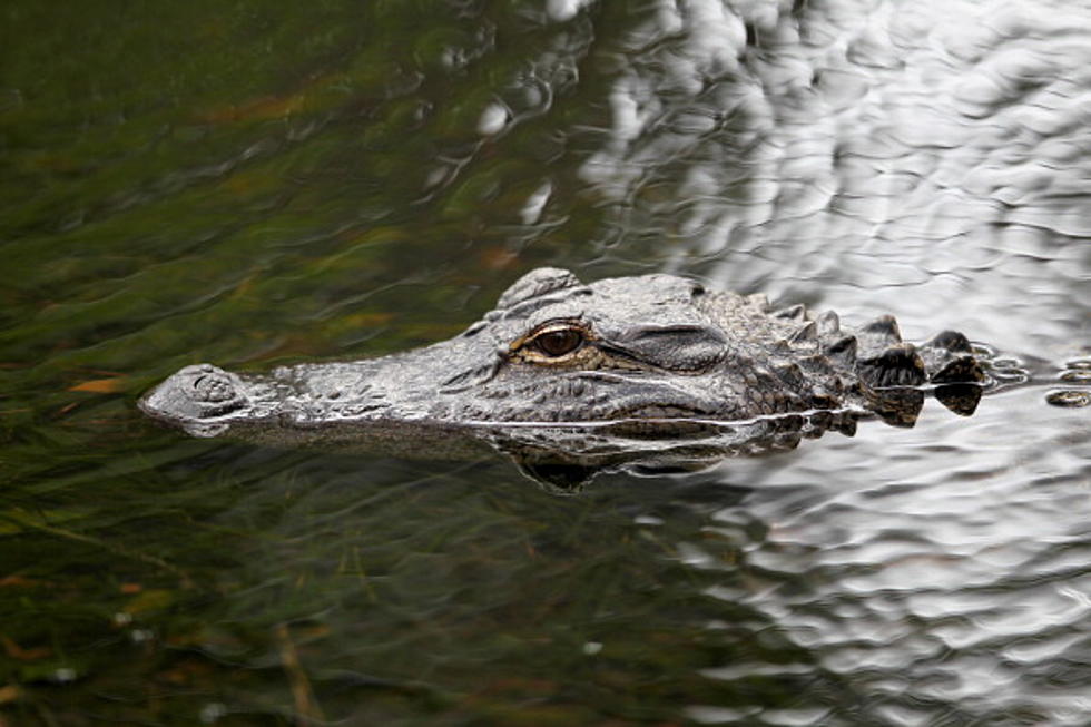 Swim With Gators? No Way.