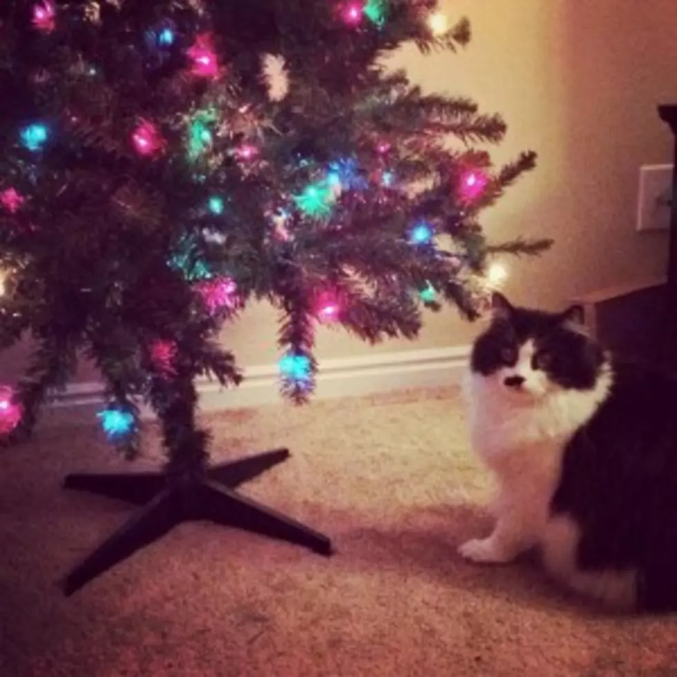 A Cat&#8217;s Guide To Christmas, Must Destroy EVERYTHING! [VIDEO]