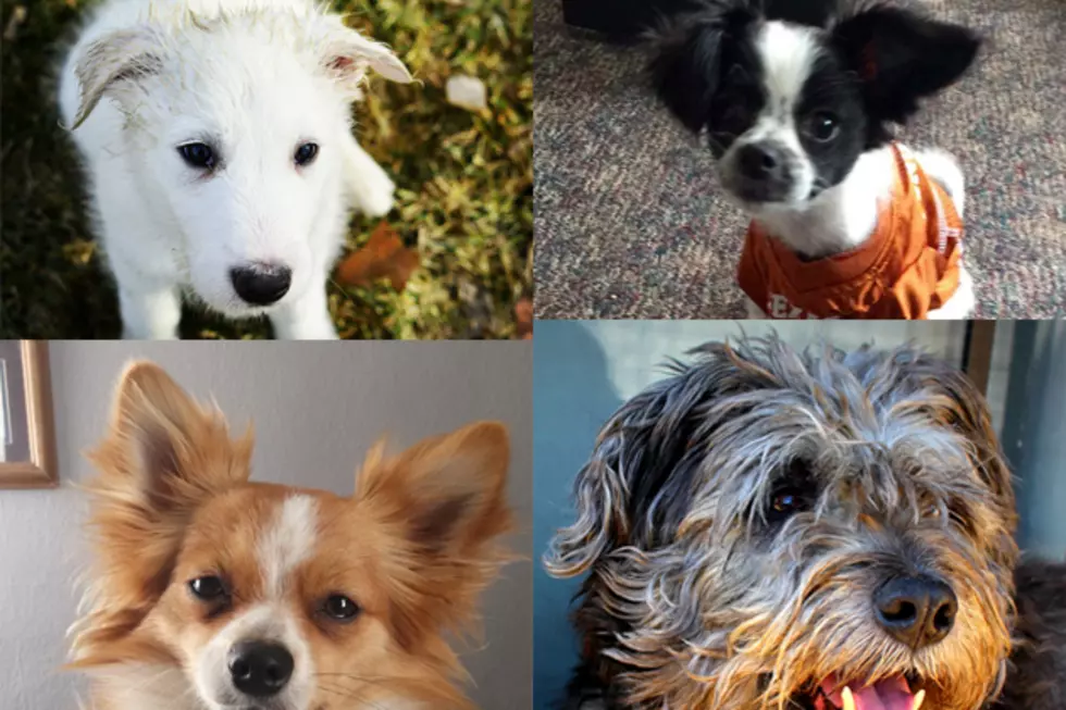 Send Mutts to the Finals in Mutt Madness