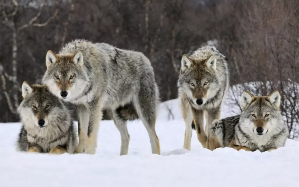 If Your Ever Surrounded by Wolves do This