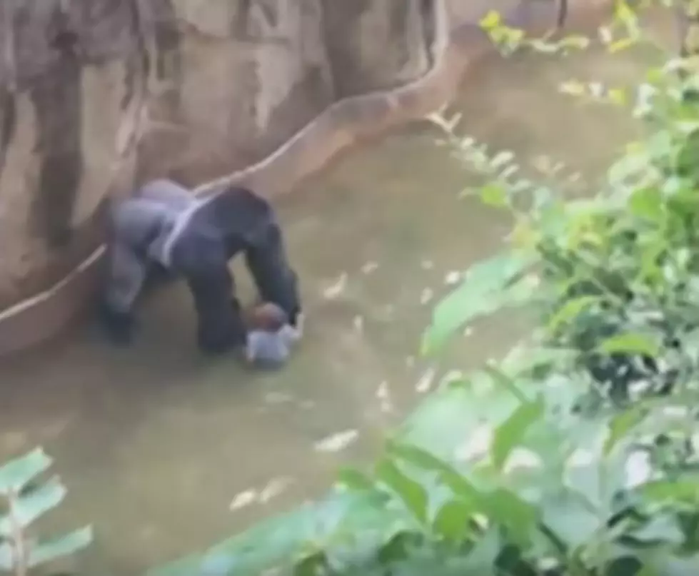 Child In Gorilla Enclosure